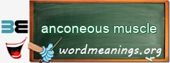 WordMeaning blackboard for anconeous muscle